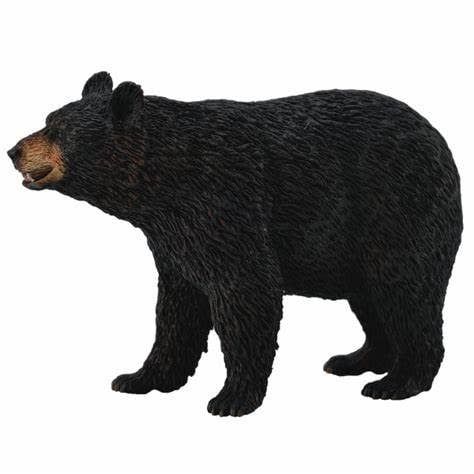 American Black Bear