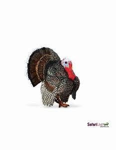 Turkey