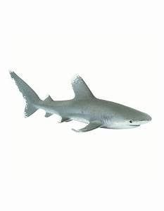 Oceanic Whitetip Shark