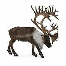 Woodland Caribou