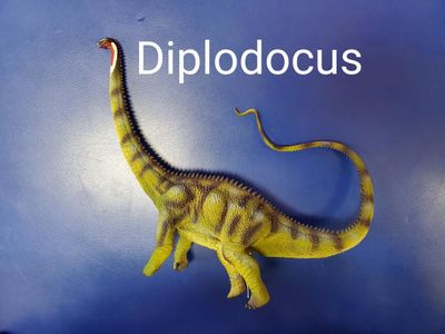 Diplodocus Diplodocus