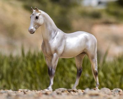 Pearly Grey Trakehner 960