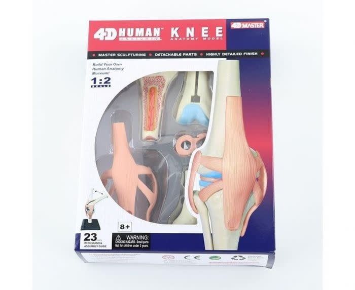 4D Knee Anatomy
