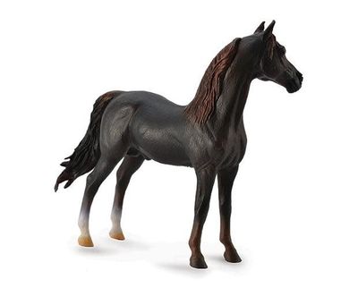 Morgan Stallion - Chestnut