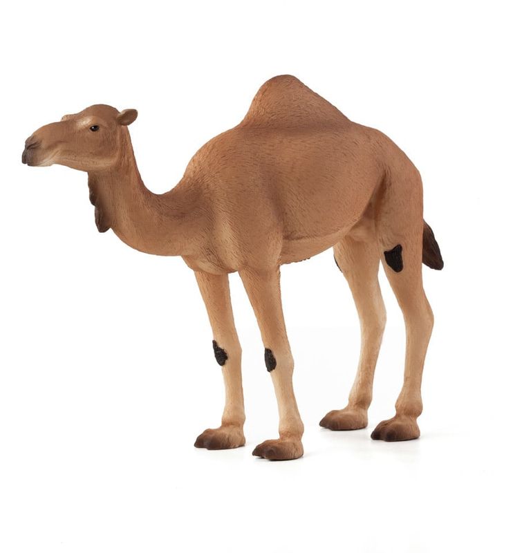 Arabian Camel