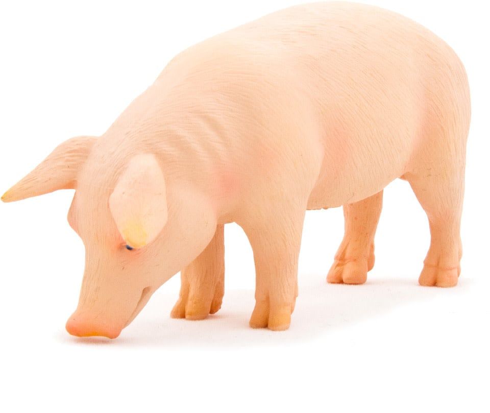 Pig Boar