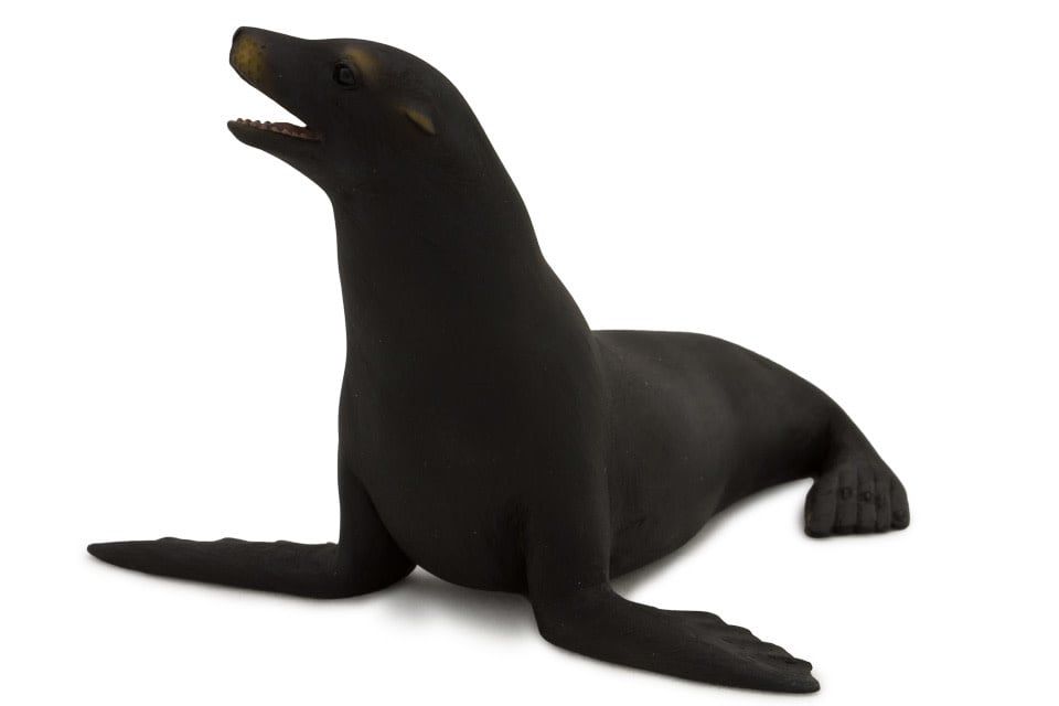 California Sea Lion