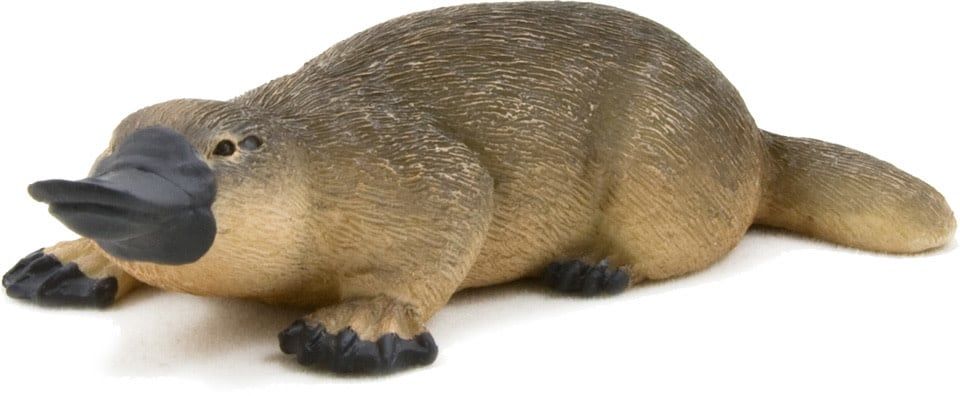 Duck Billed Platypus