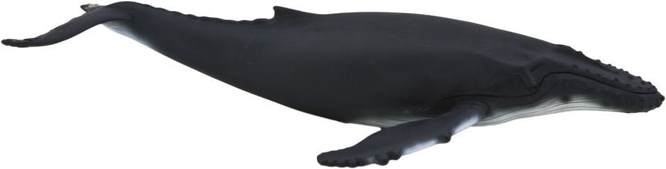 Humpback Whale
