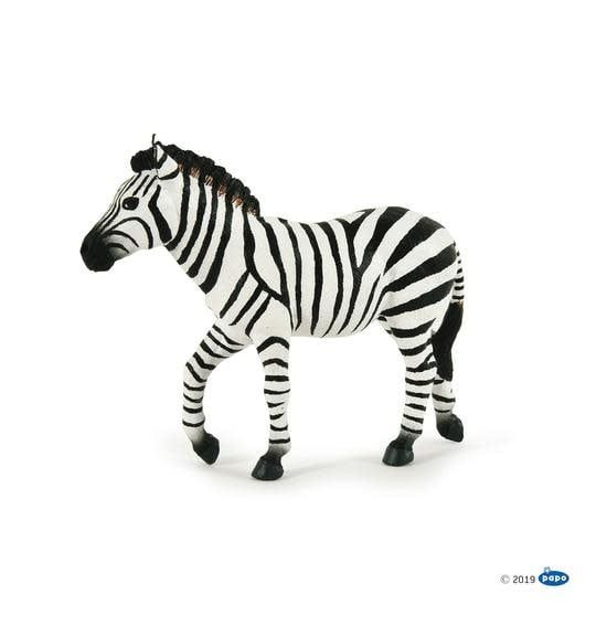 Male Zebra
