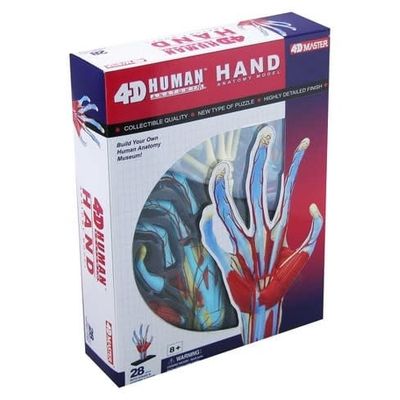 4D Human Hand Anatomy