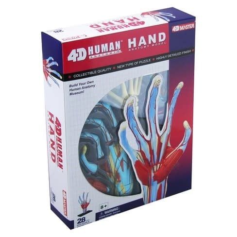 4D Human Hand Anatomy
