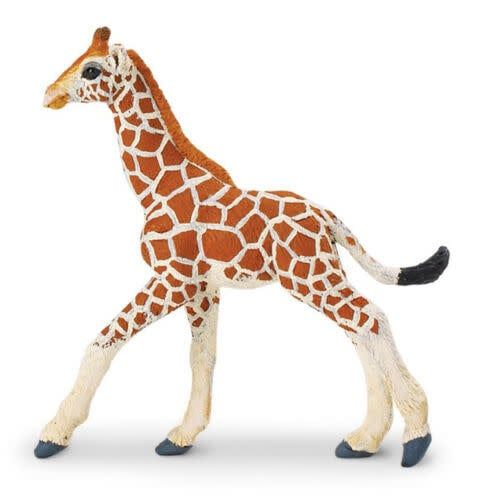 Reticulated Giraffe Baby