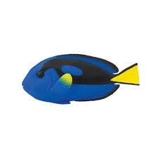 Blue Tang
