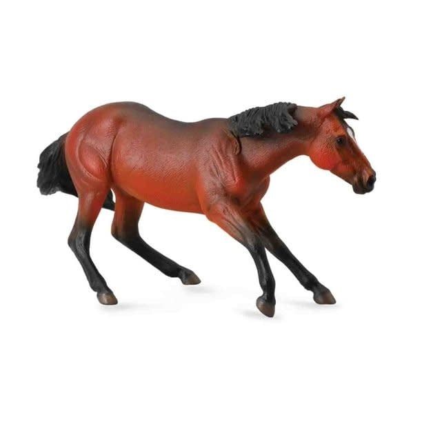 Bay Quarter Horse Stallion