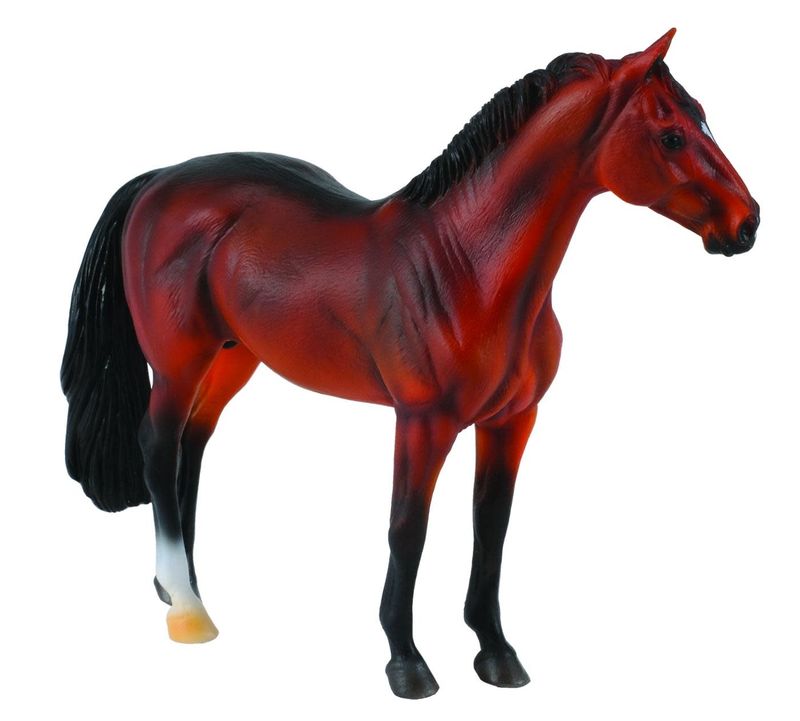 Hanoverian Stallion Bay