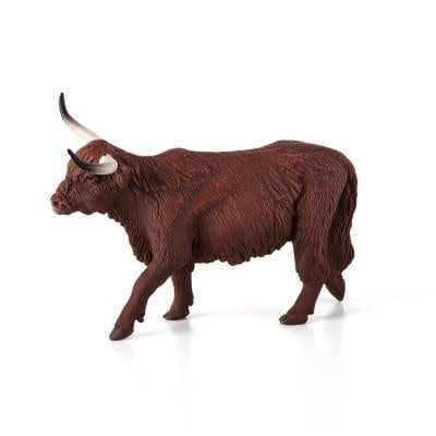 Highland Cow