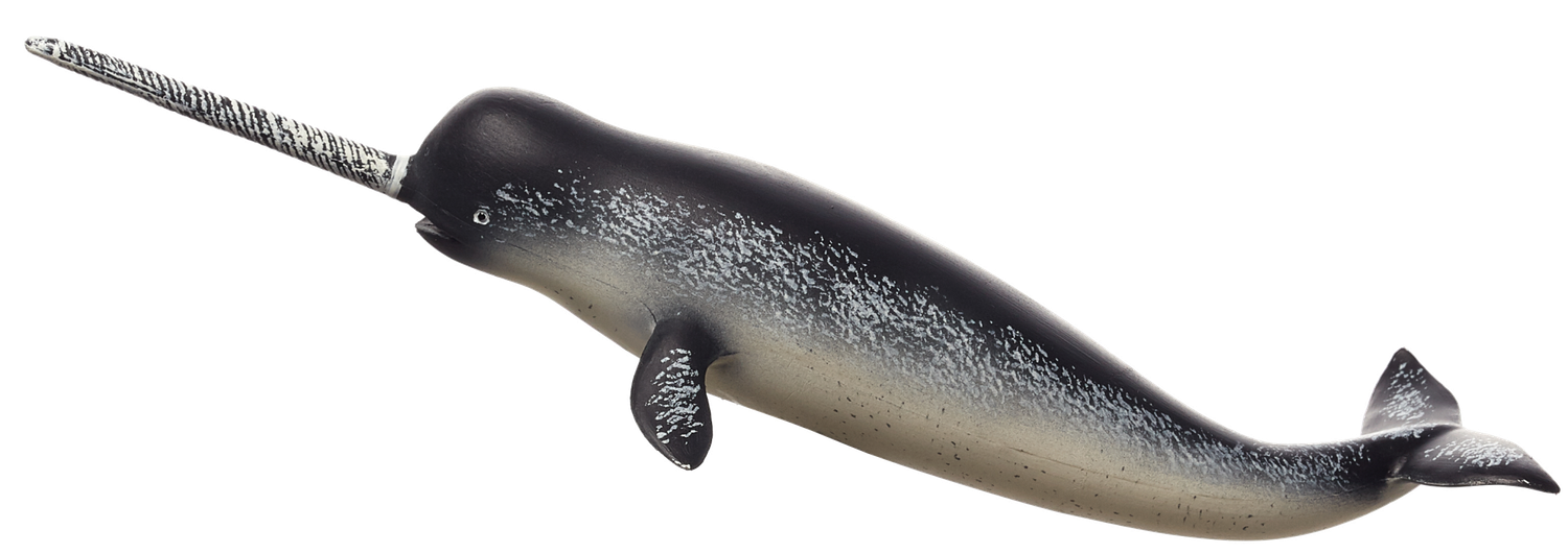 Narwhal