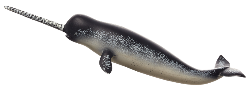 Narwhal