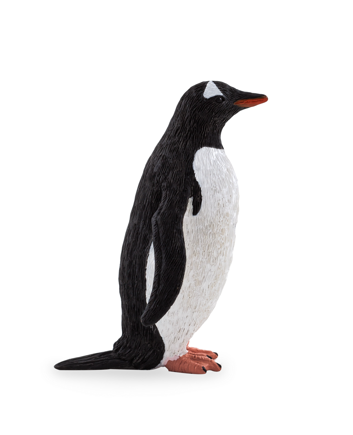 Gentoo Penguin