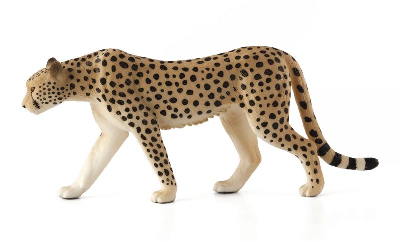 Male Cheetah