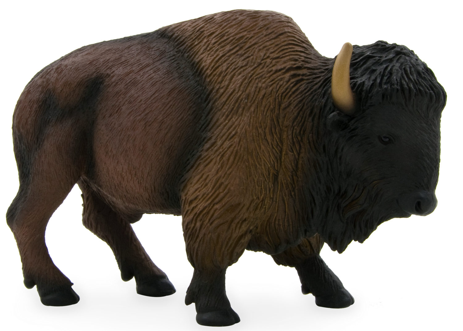 American Bison / Buffalo