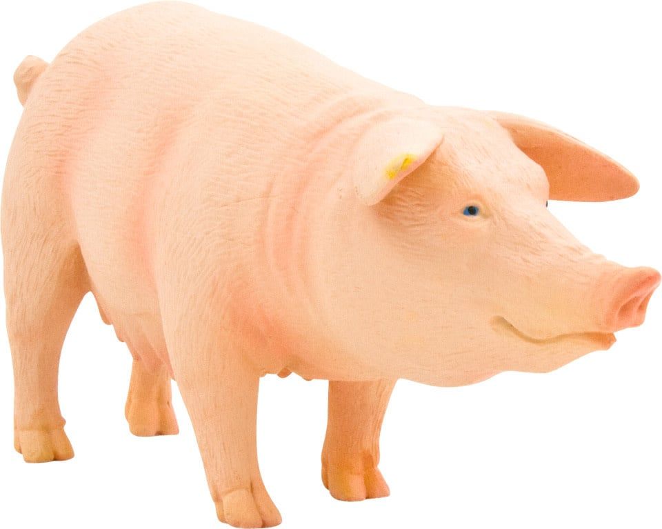 Pig (Sow)