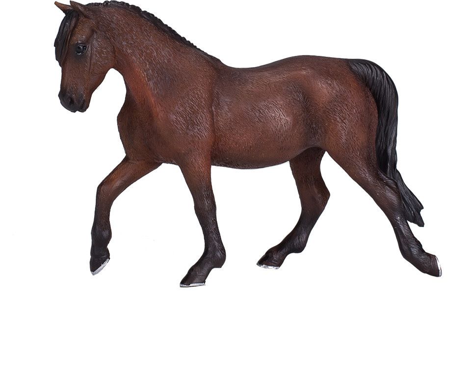 Morgan Stallion Bay