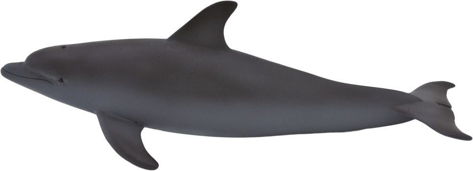 Bottle Nose Dolphin