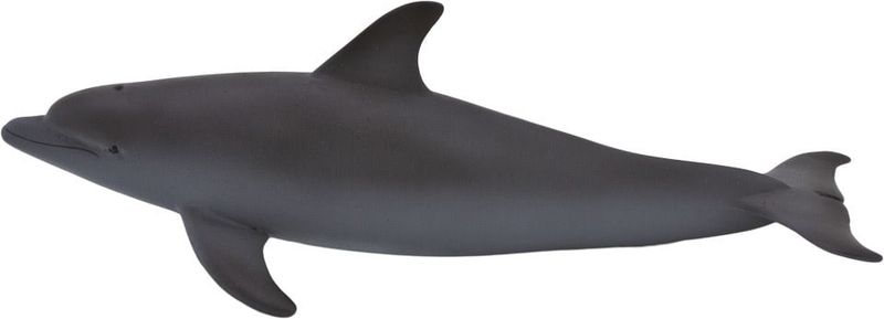 Bottle Nose Dolphin