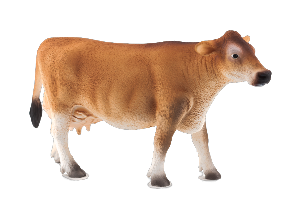 Jersey Cow