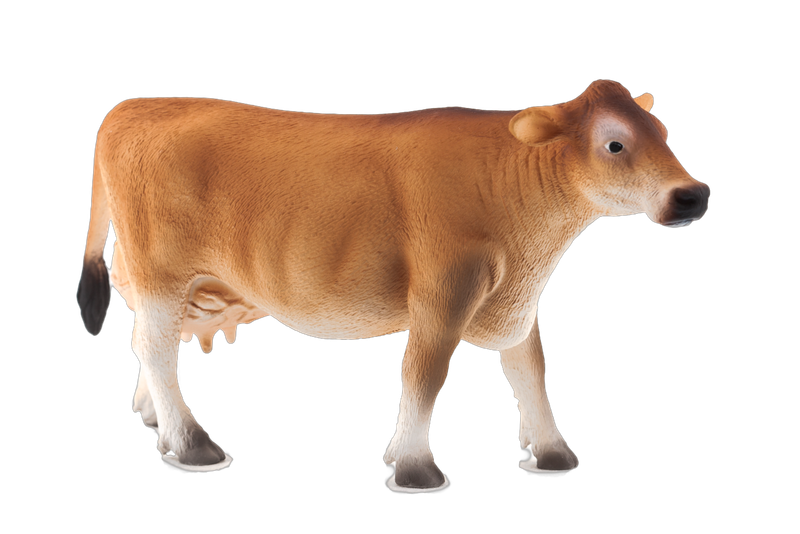 Jersey Cow