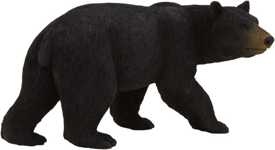 American Black Bear