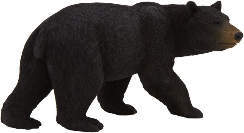 American Black Bear