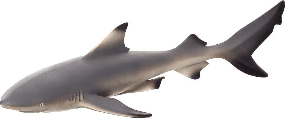 Black Tip Reef Shark