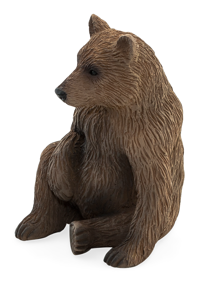Grizzly Bear Cub