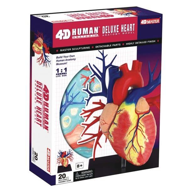 Human Heart Anatomy Model