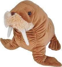 Walrus