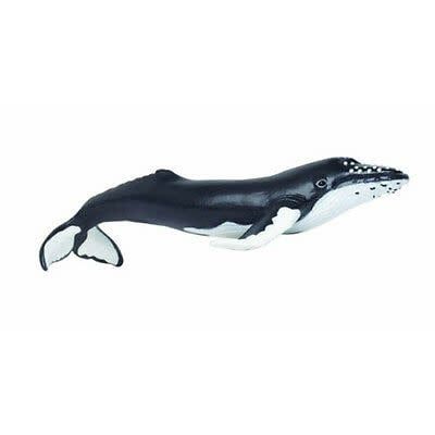 Humpback Whale