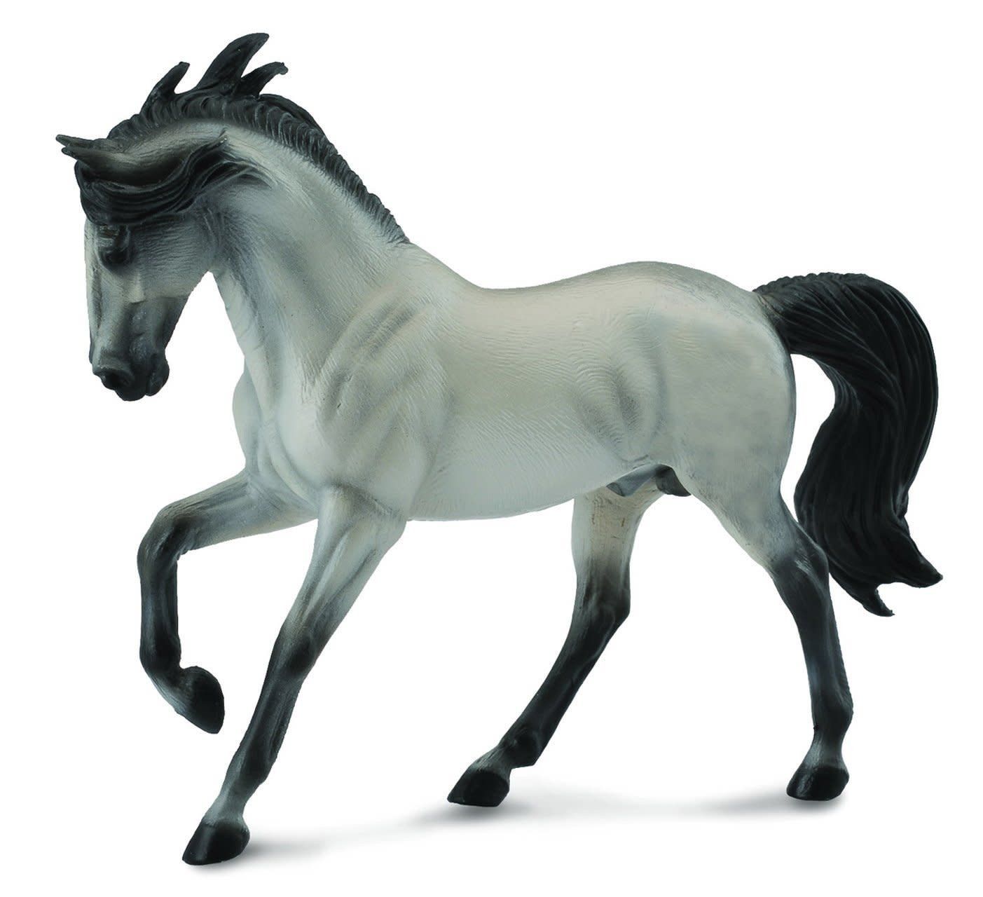 Grey Andalusian Stallion