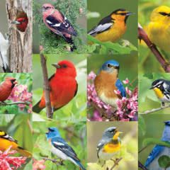 Birds of a Feather 36 Piece Jigsaw Puzzle