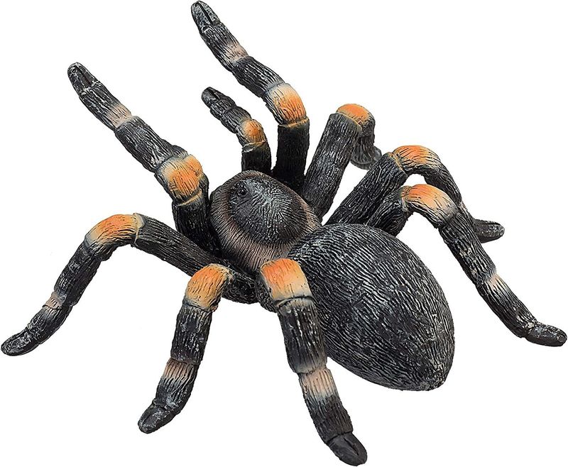 Red Kneed Tarantula