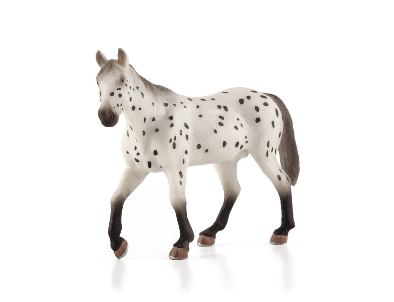 Appaloosa Stallion