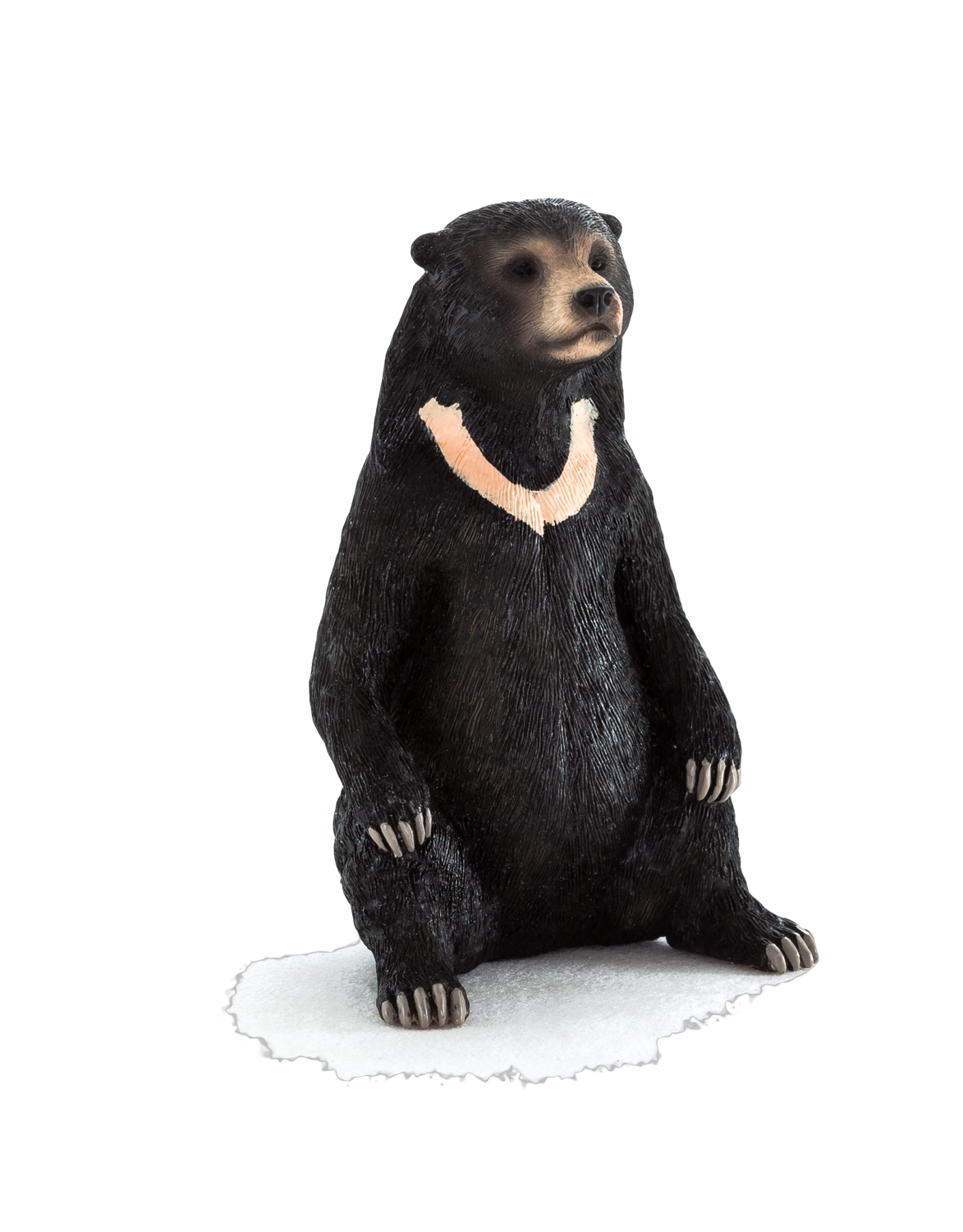 Sun Bear