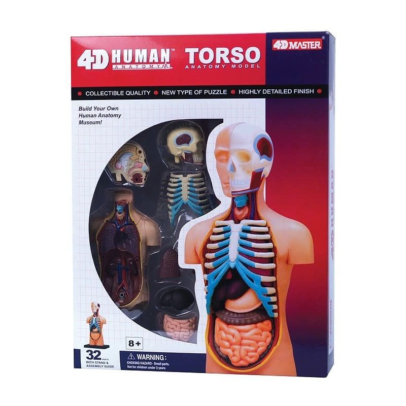 Torso Anatomy 4-D
