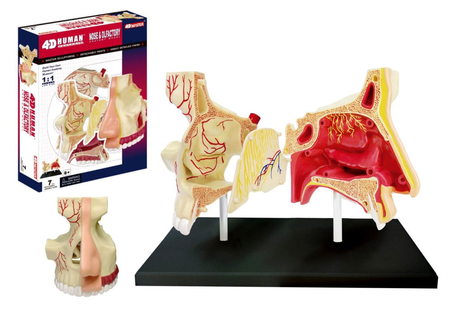 Nose Anatomy 4D
