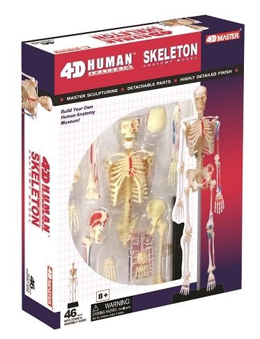 4D Human Skeleton