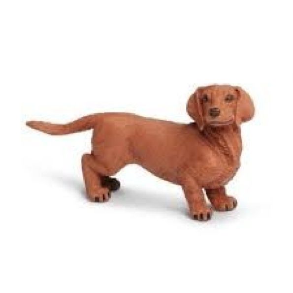 Dachshund