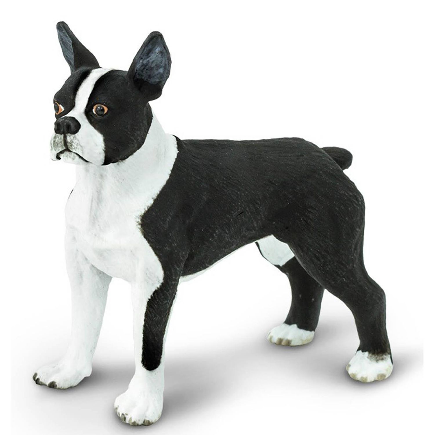 Boston Terrier