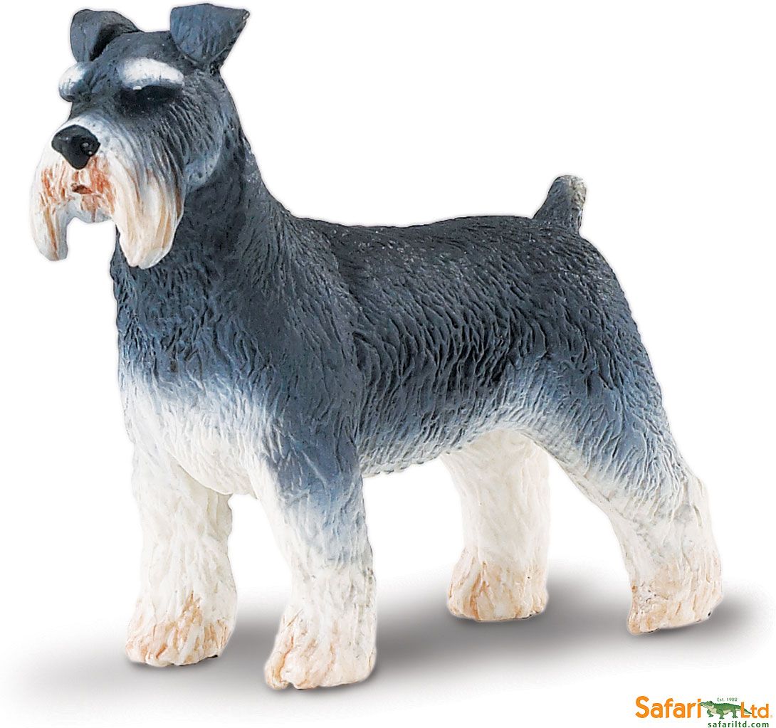Schnauzer